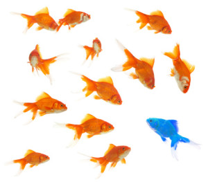 A group of goldfish in an aquarium on a white background.