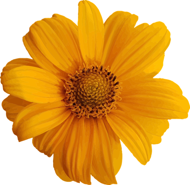 The Montecristo Apartments in Stone Oak features a vibrant yellow flower beautifully contrasted against a sleek black background.