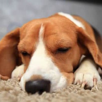 A beagle sleeping peacefully on a carpet in an apartment at The Montecristo Apartments in Stone Oak, San Antonio.