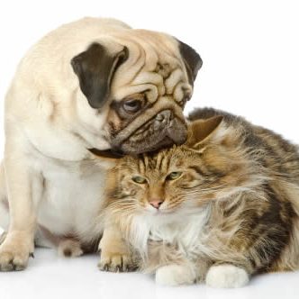 A pug dog and a cat posing in front of a white background at The Montecristo Apartments in Stone Oak, San Antonio.