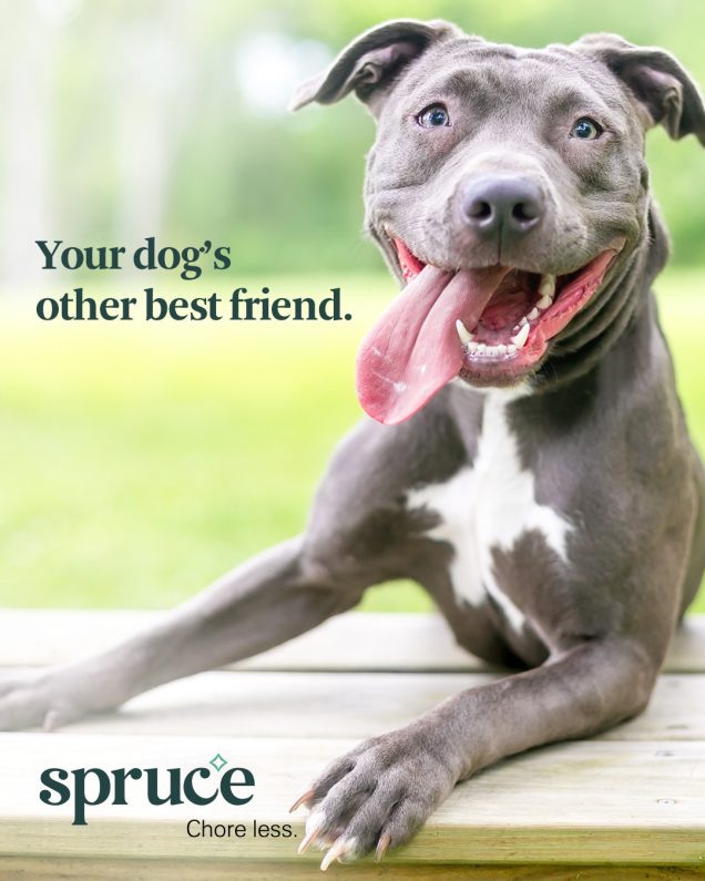 Your dog's other friend - spruce up your life at The Montecristo Apartments in Stone Oak, San Antonio.
